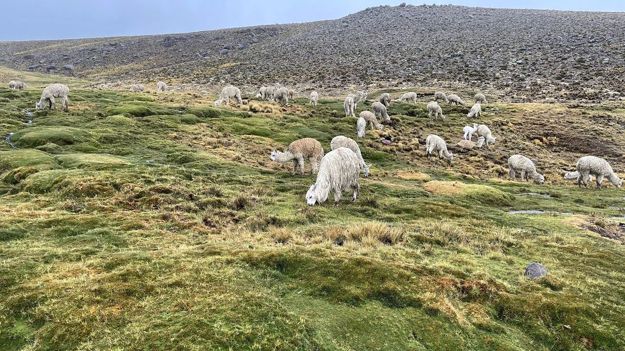 Colca Canyon in Peru (12)