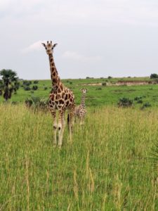 Giraffe zwischen den Gräsern