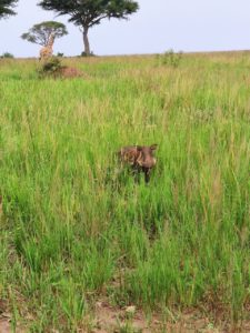 rotbraunes Warzenschwein im Gras versteckt